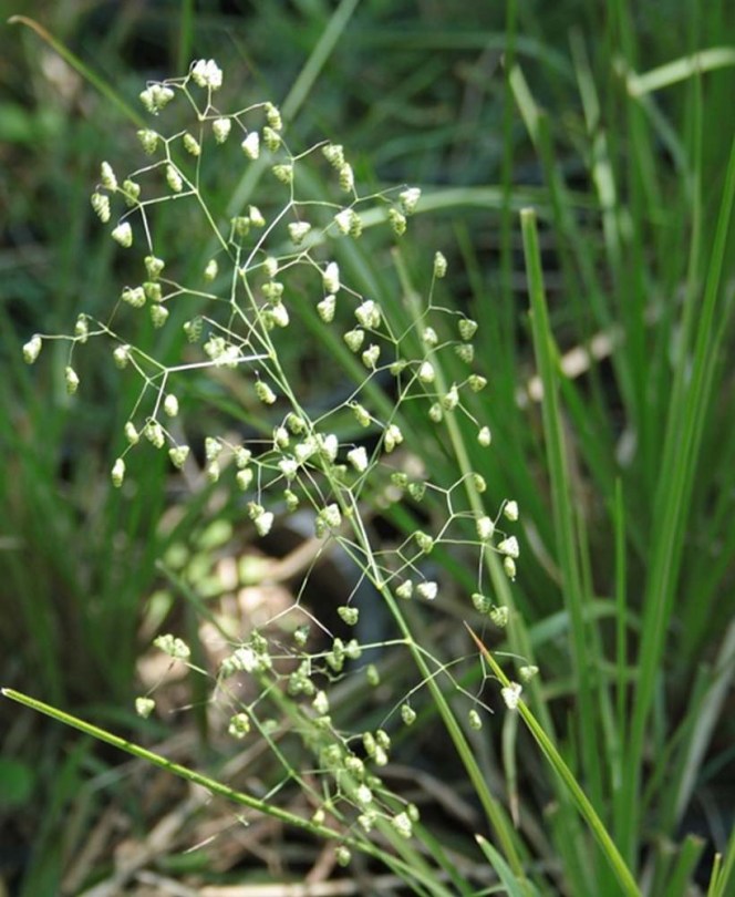 Kis rezgőfű - Etnobotanikai különlegességek az Egzotikus Növények Stúdiója kínálatából